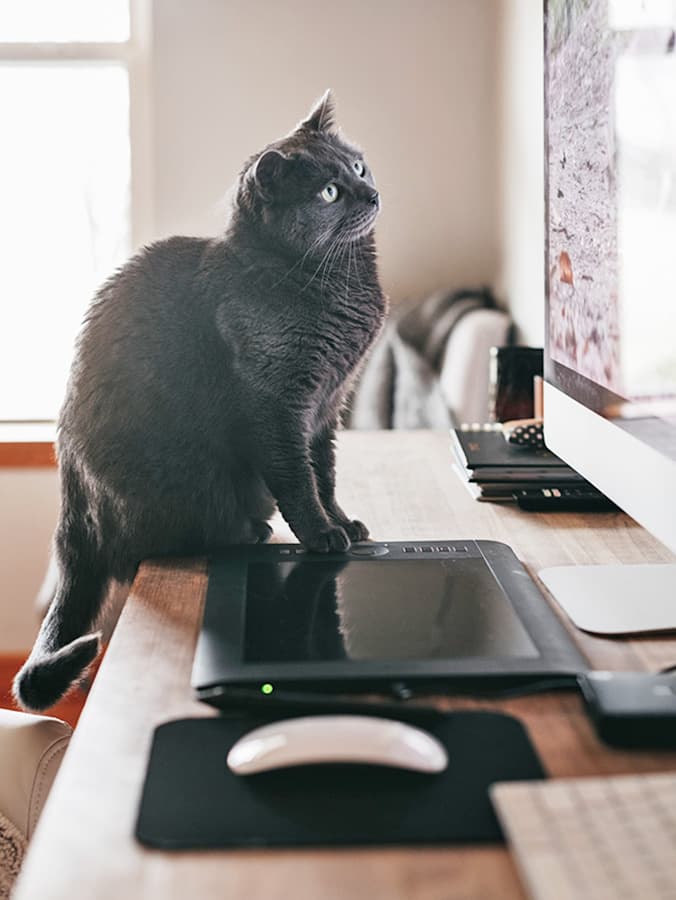 How Smart Are Cats? How to Test Your Cat’s IQ