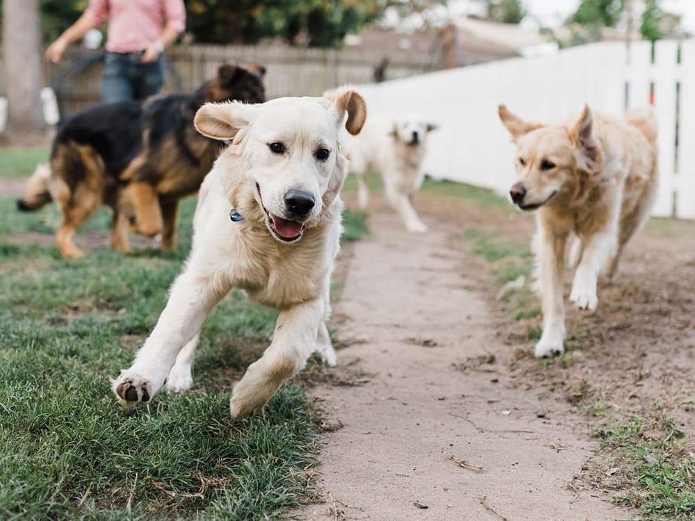 The Unexpected False Advertising of Public Dog Parks