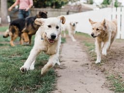 The Unexpected False Advertising of Public Dog Parks