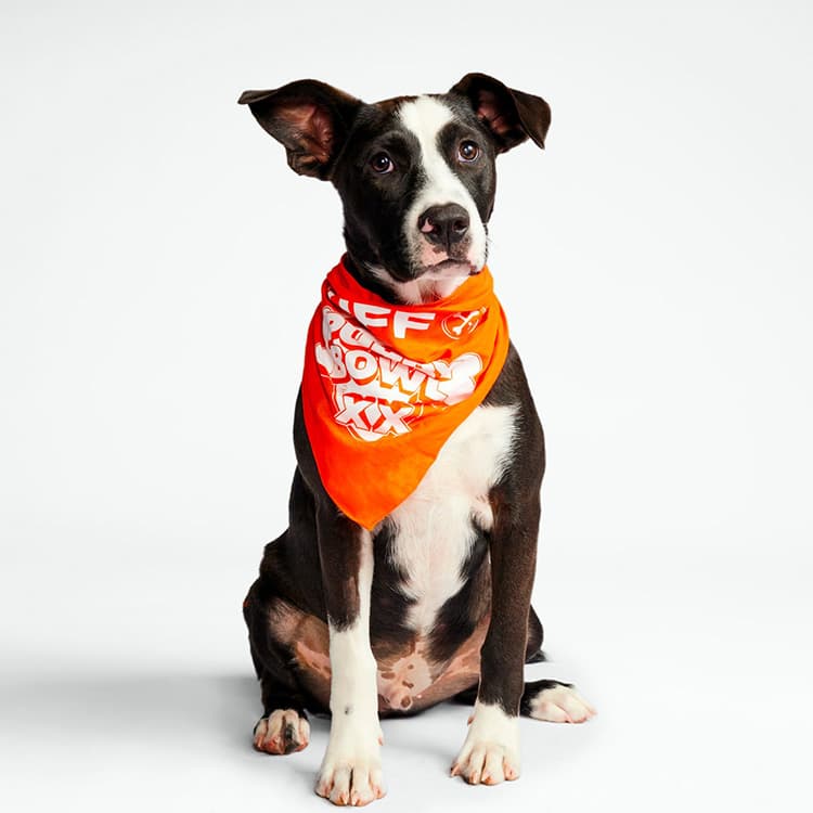 The Official 2024 Puppy Bowl Lineup (Taylor’s Version)