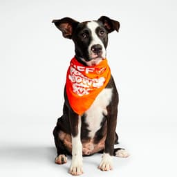 The Official 2024 Puppy Bowl Lineup (Taylor’s Version)