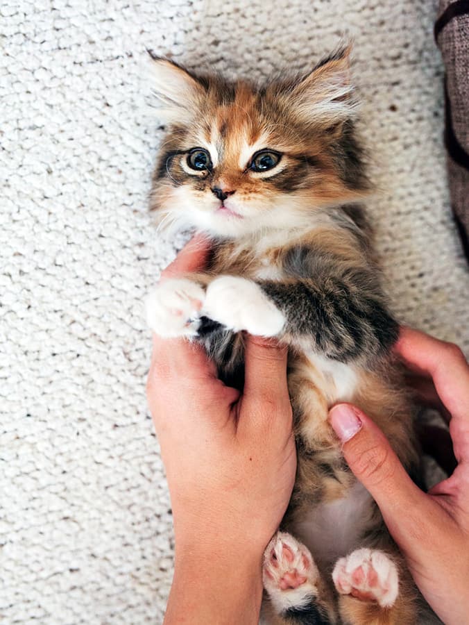 How to Help a Kitten Poop: Step-by-Step Guide for New Pet Parents