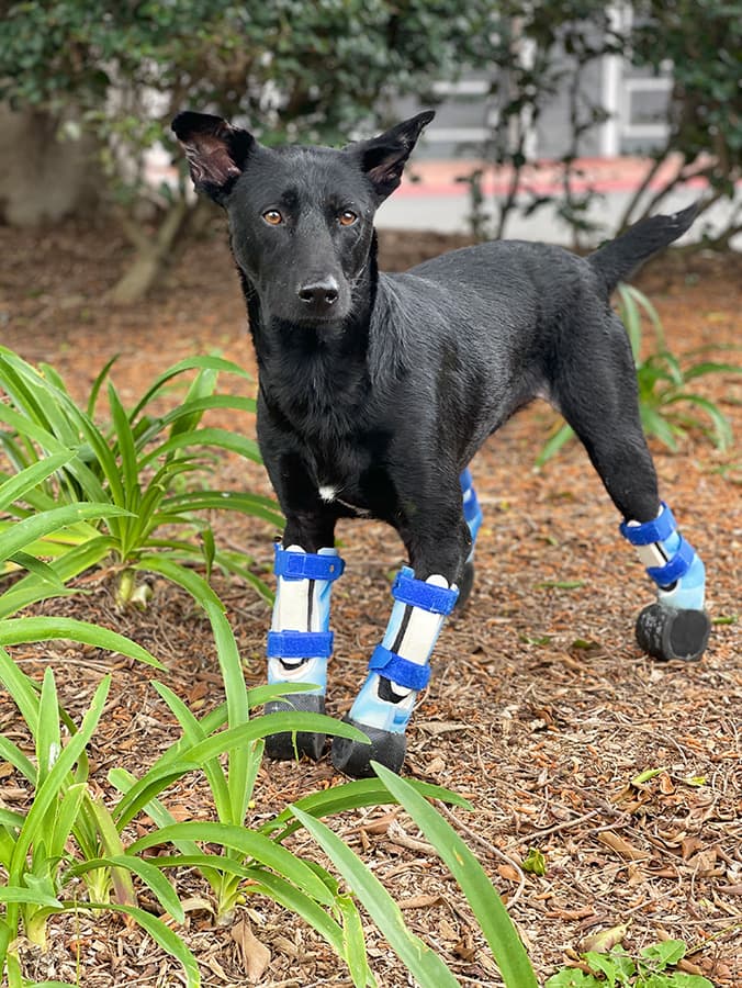 It Takes (More Than) a Village to Save a Puppy