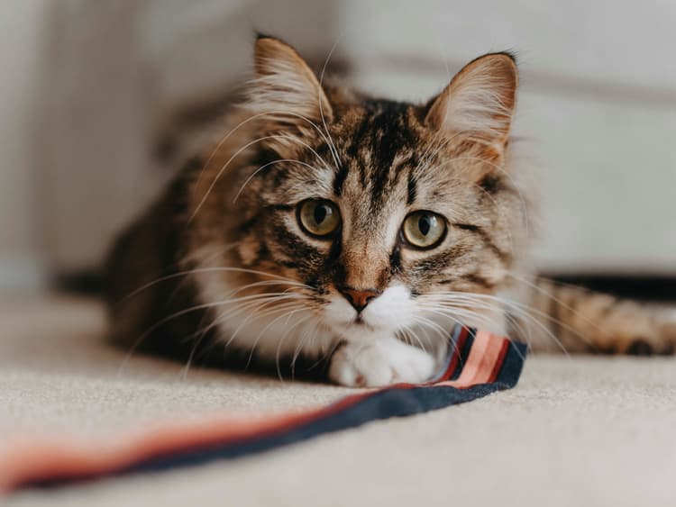 Why Do Cats Slow Blink?