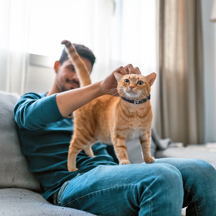 How to Identify Cat Breeds: Traits, Apps, and DNA Testing