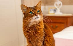 How Can You Tell If Your Cat is Stressed?