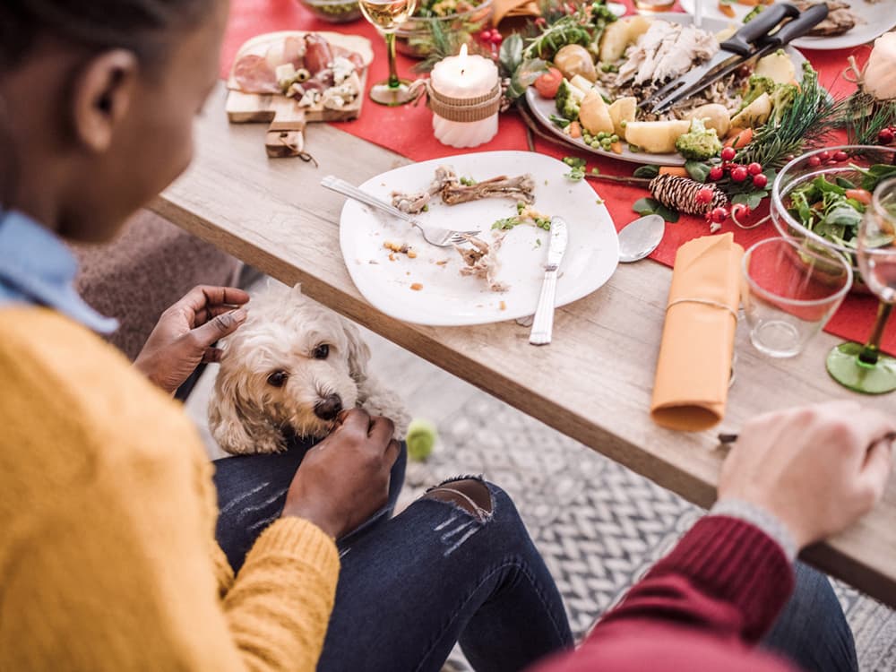 Which Christmas Foods Can My Dog Eat?