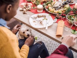 Which Christmas Foods Can My Dog Eat?