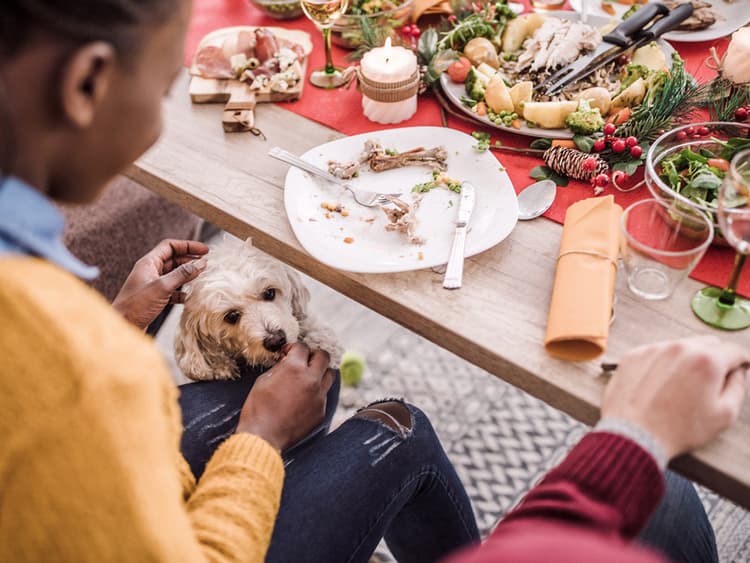 Which Christmas Foods Can My Dog Eat?
