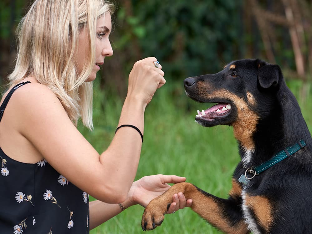Should Shelter Dogs Be Subjected to Behavioral Tests?