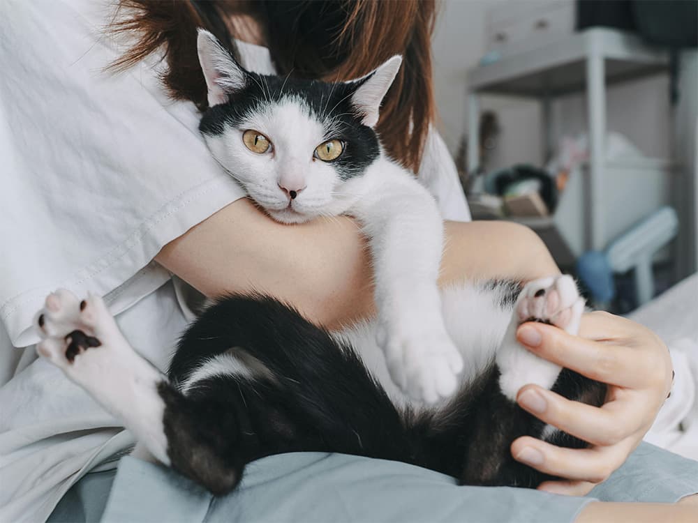 a woman holding busy cat