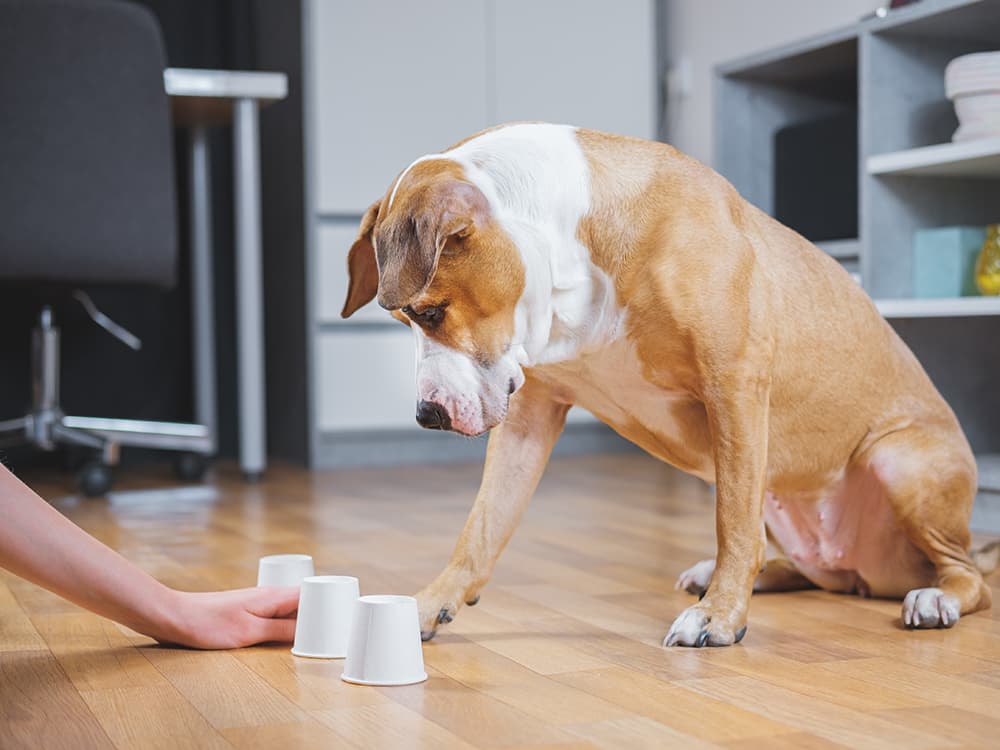 4 Ways to Keep Your Dog Busy When They Can’t Exercise