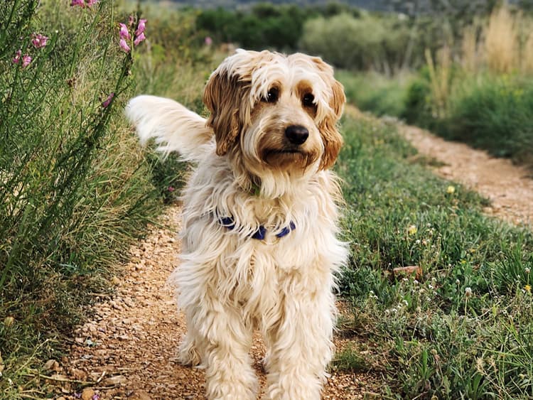If You Have a Desert Dog, Valley Fever Should Be on Your Mind
