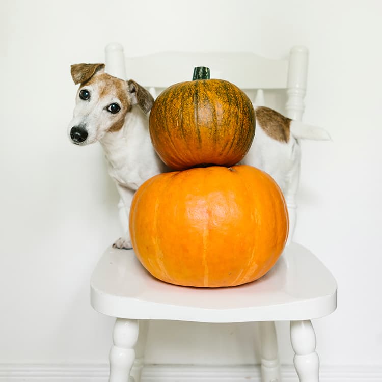 Fall Favorite Recipe: Pumpkin and Peanut Butter Dog Treats