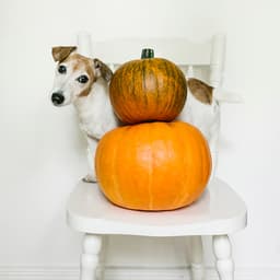 Fall Favorite Recipe: Pumpkin and Peanut Butter Dog Treats