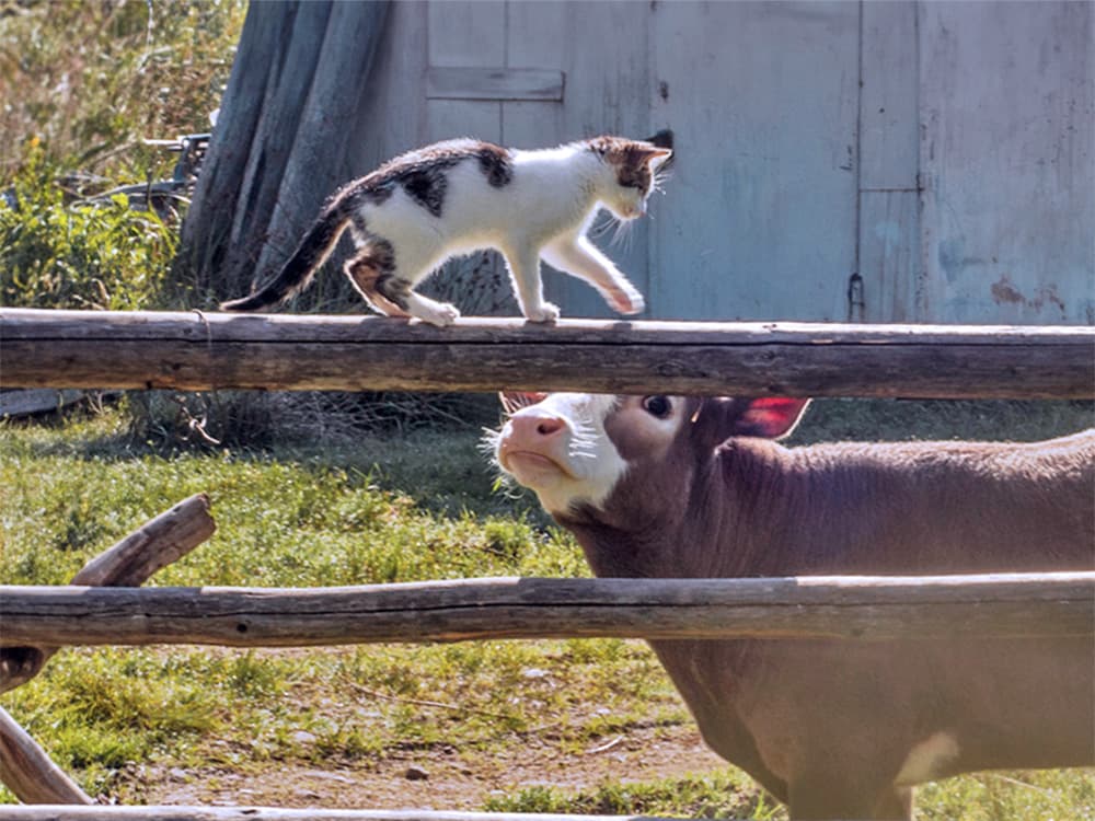 Cats Who Consumed Raw Milk Died From Bird Flu, Reports the CDC