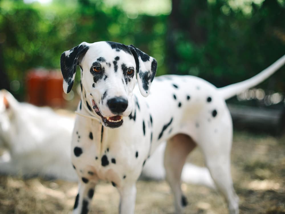 DNA Test Helps Dalmatians