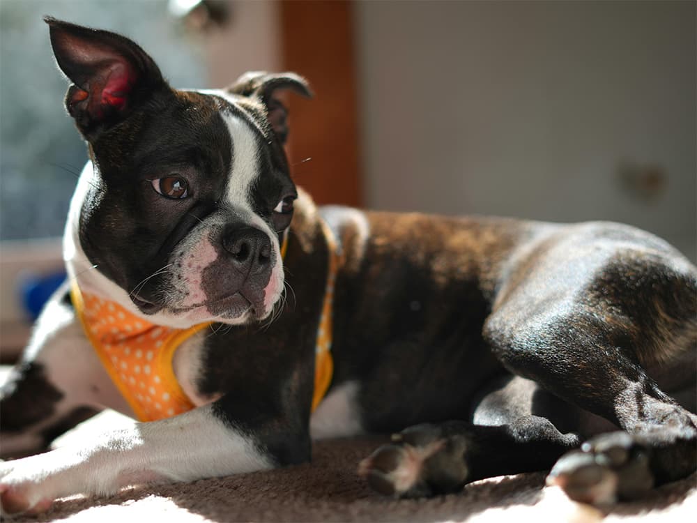 boston terrier lying on side