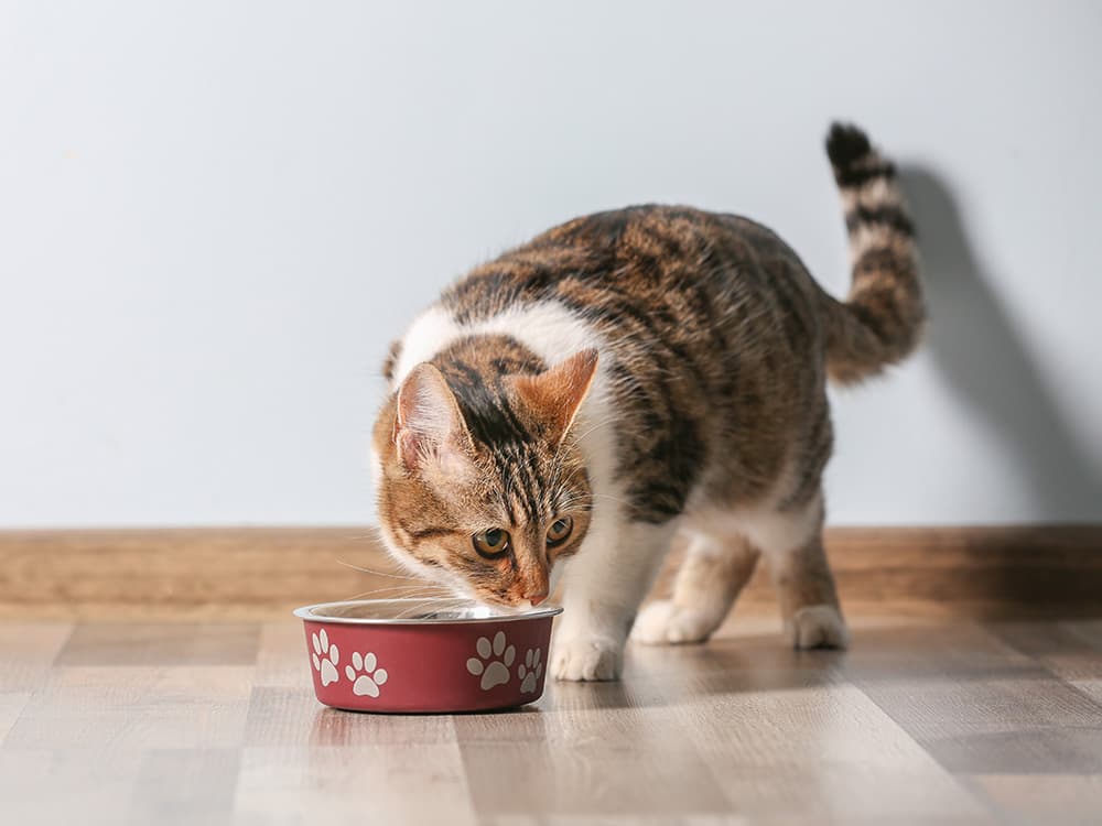 Do Cat Foods For Sensitive Stomachs Really Help?