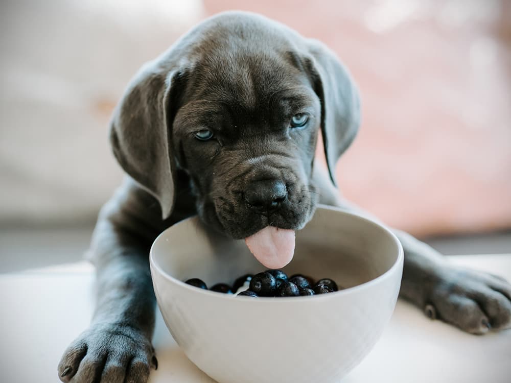 10 Superfoods You Should Share With Your New Dog