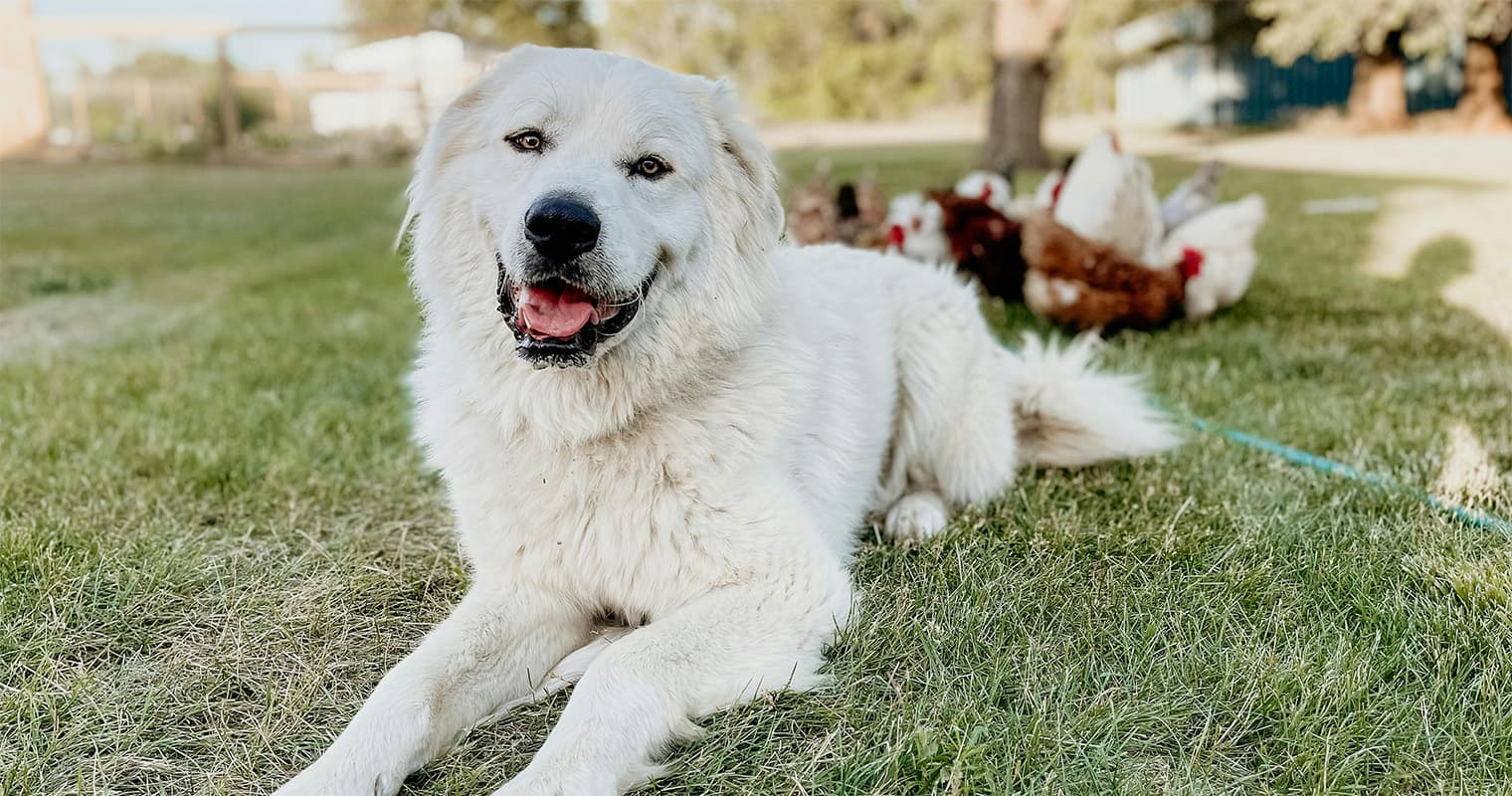 What Does It Mean to Rehome a Great Pyrenees?