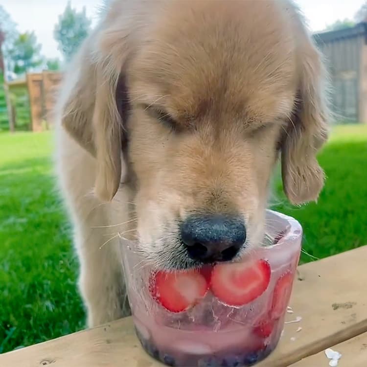 Cool Your Dog Down This Summer With These 8 Frozen-Treat Ideas