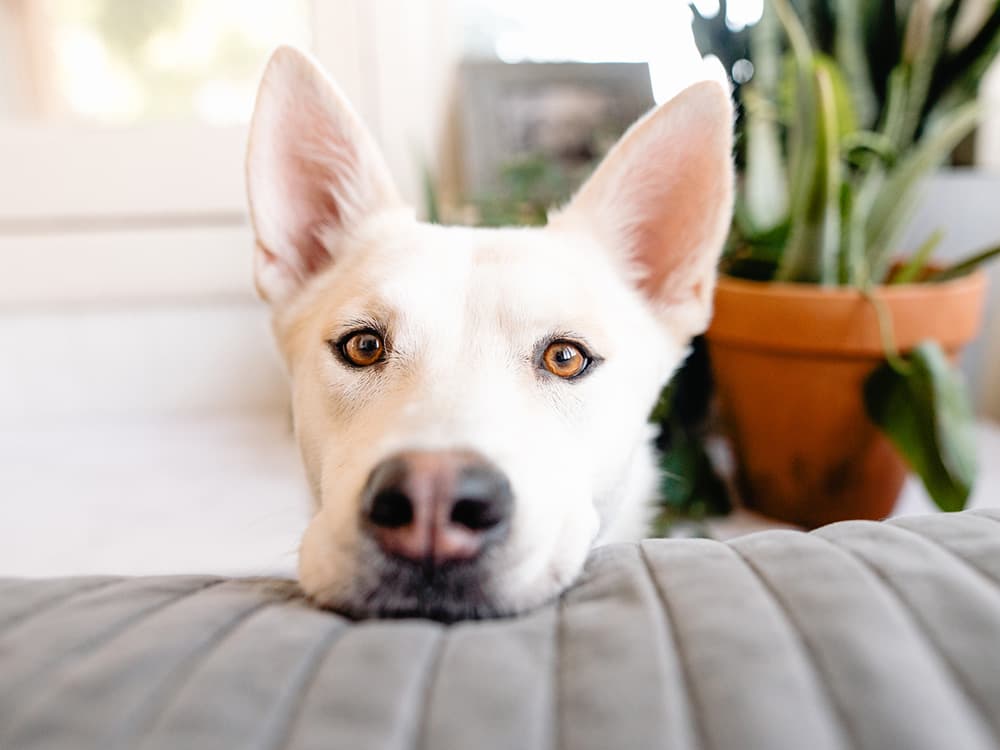 Why Rescue Dogs Are The Best