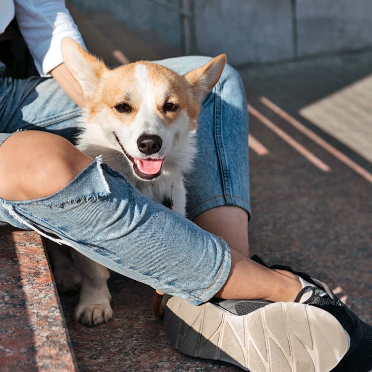 8 Warning Signs of Dehydration in Dogs