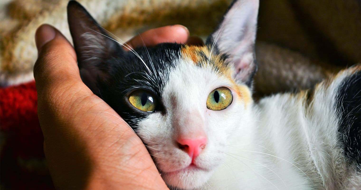 Where Can I Put A Cat Up For Adoption?