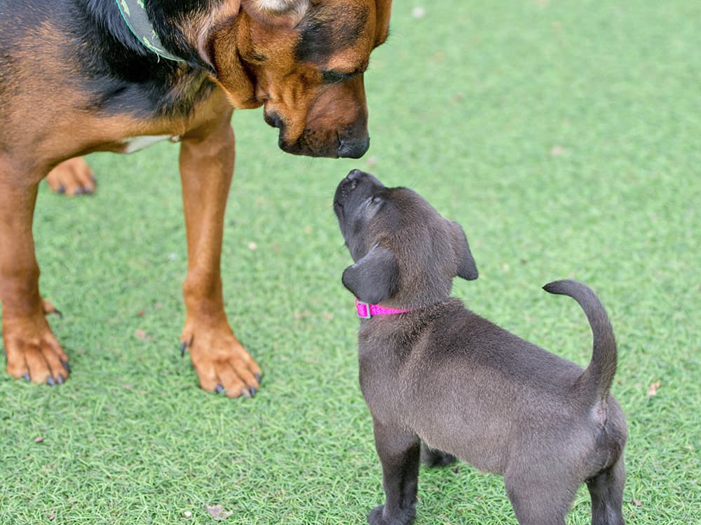 How to Introduce a Puppy to a Dominant Dog