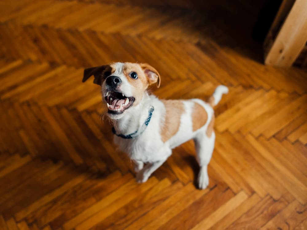 How to Stop Your Dog From Barking
