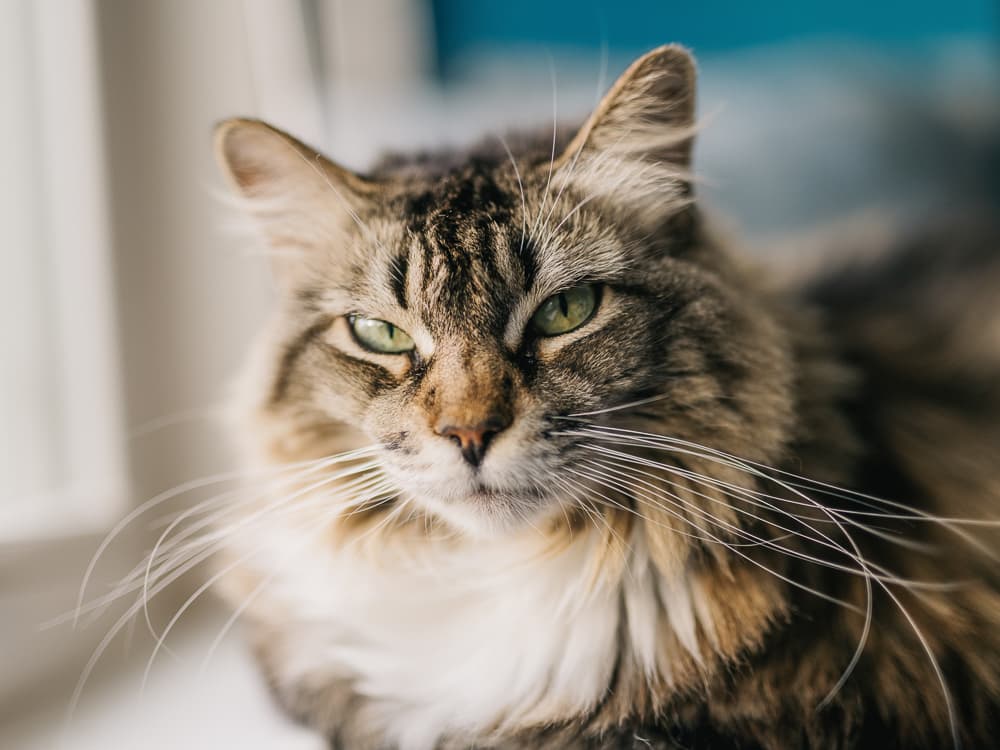 Whisker Fatigue — Apparently It’s a Thing
