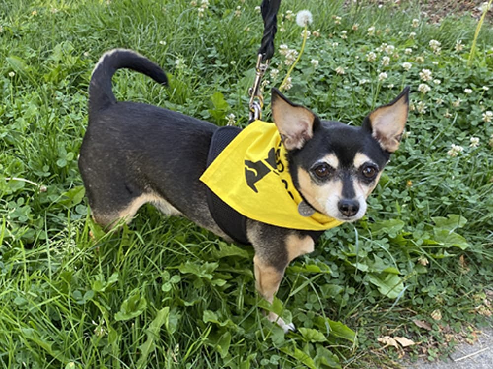 Vancouver Is Giving Out Yellow Bandanas to Reactive Dogs to Signal Their Need for Space