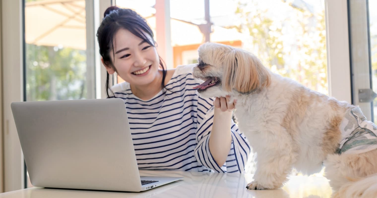 How Much Does It Cost to Surrender a Shih Tzu?