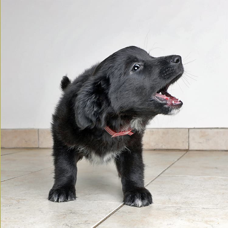 Why Is My Puppy Whining?