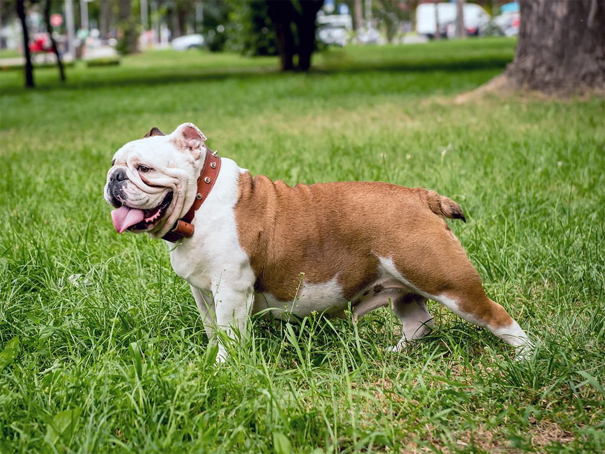 english bulldog standing on grass