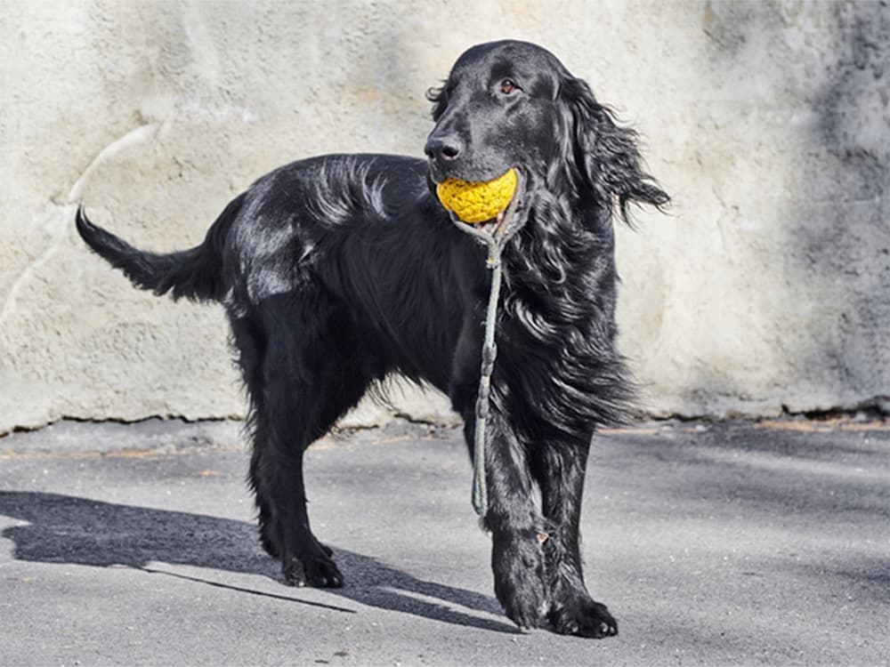 flat coated retriever with ball
