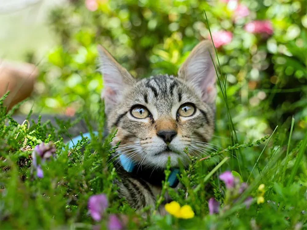 cat out in the sun