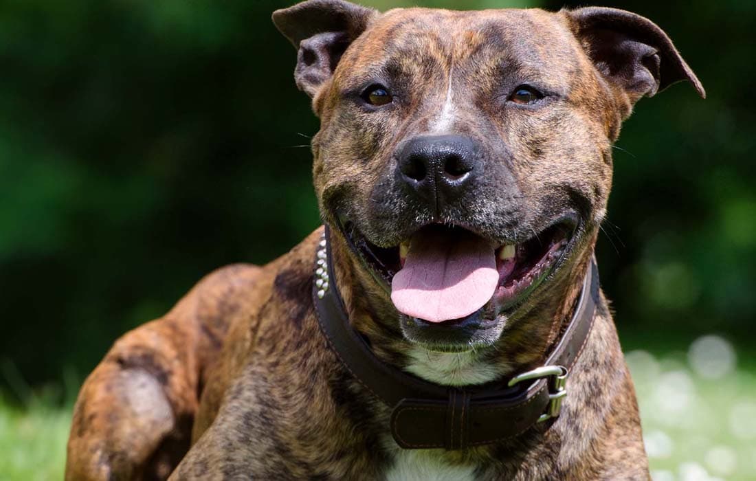 Where Can I Put an American Staffordshire Terrier Up for Adoption?