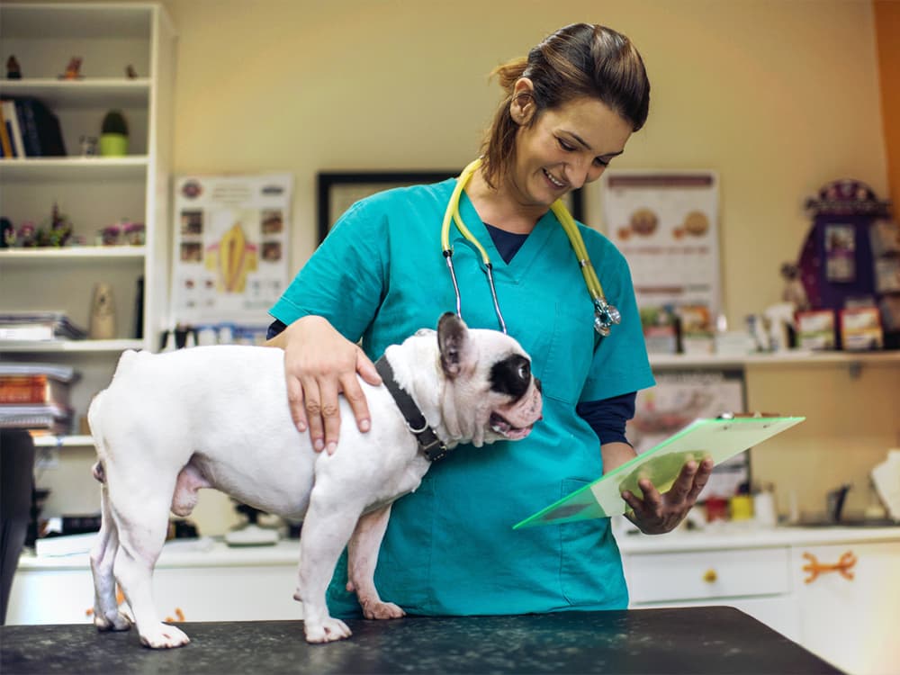 How to Give Your Dog a Blissful Vet Visit