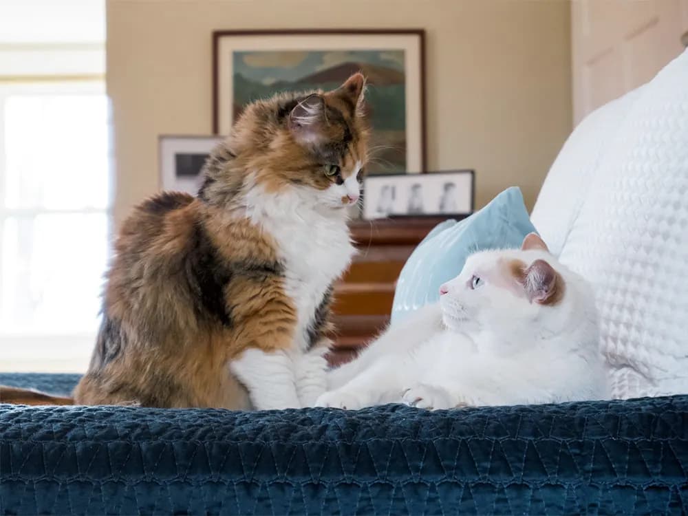 two cats fighting