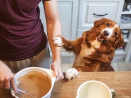 The Top 10 Toxins Pets Are Exposed to at Home, According to New ASPCA Report