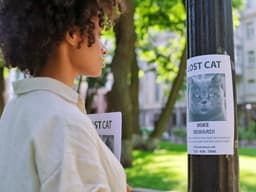 Do You Have a Lost Cat? Here Are the 8 Steps to Take Right Now
