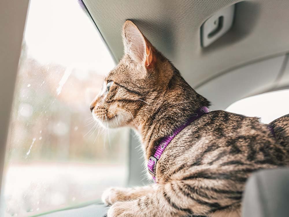 How to Move with a Cat (and Keep Yowling to a Minimum)
