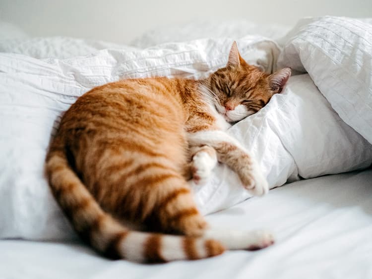 Can Cats Have Nightmares?