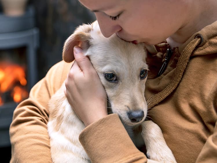 Puppy Diarrhea: Possible Causes and What to Do About It