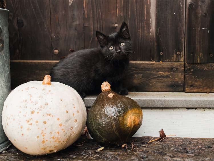 How to Give Your Cat a Halloween That Won’t Make Them Hiss