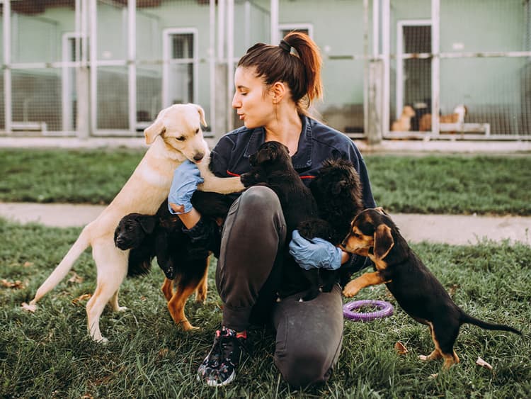 10 Ways Animal Shelters Are Upping Their Game