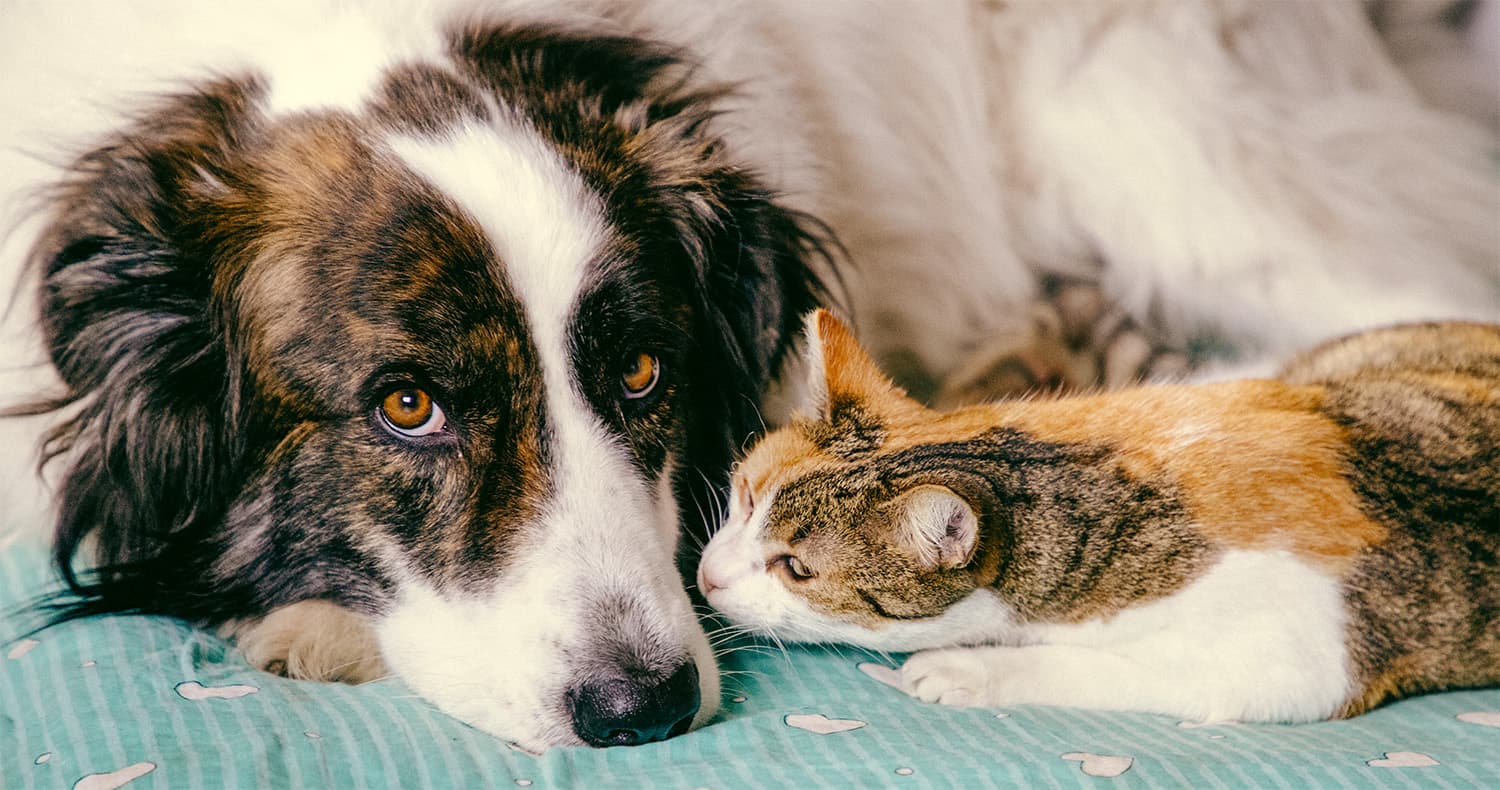 How to Address Your New Adopted Pet’s Anxiety