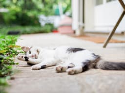 What to Know About Tapeworms in Cats